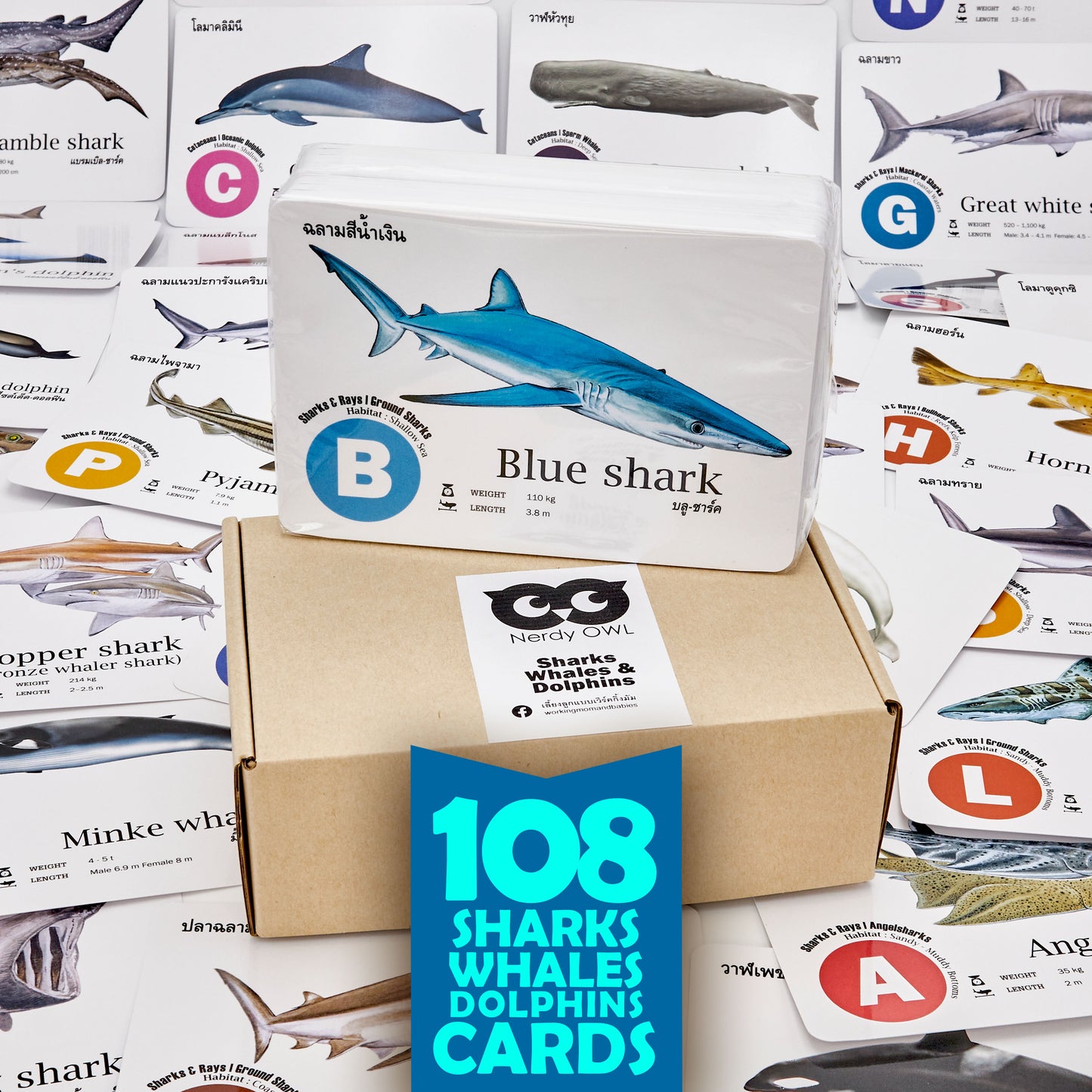 Flash Cards: Sharks - Whales - Dolphins