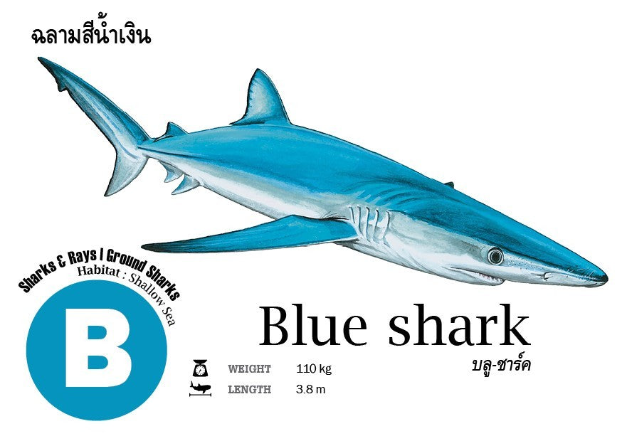 Flash Cards: Sharks - Whales - Dolphins