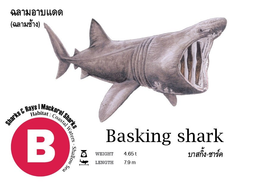 Flash Cards: Sharks - Whales - Dolphins