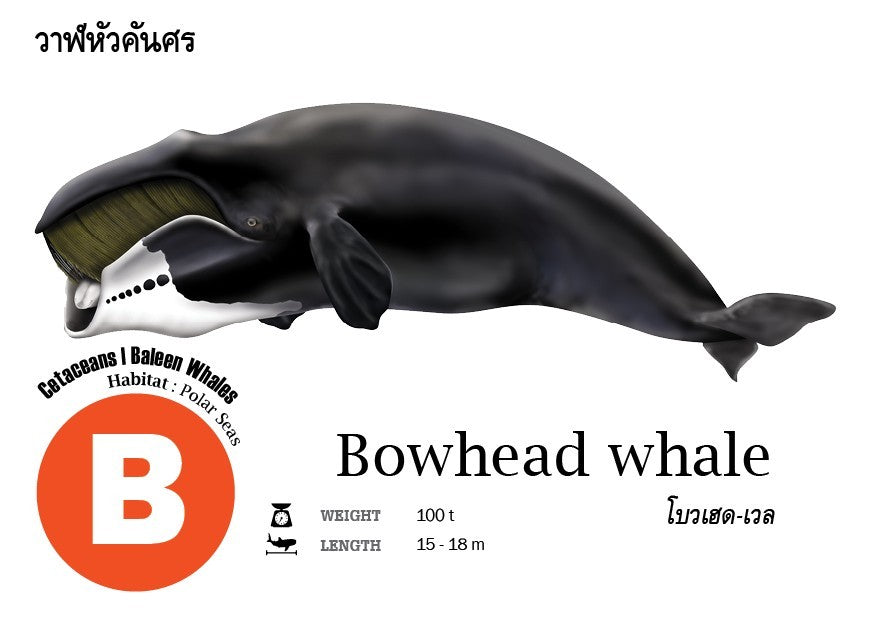 Flash Cards: Sharks - Whales - Dolphins