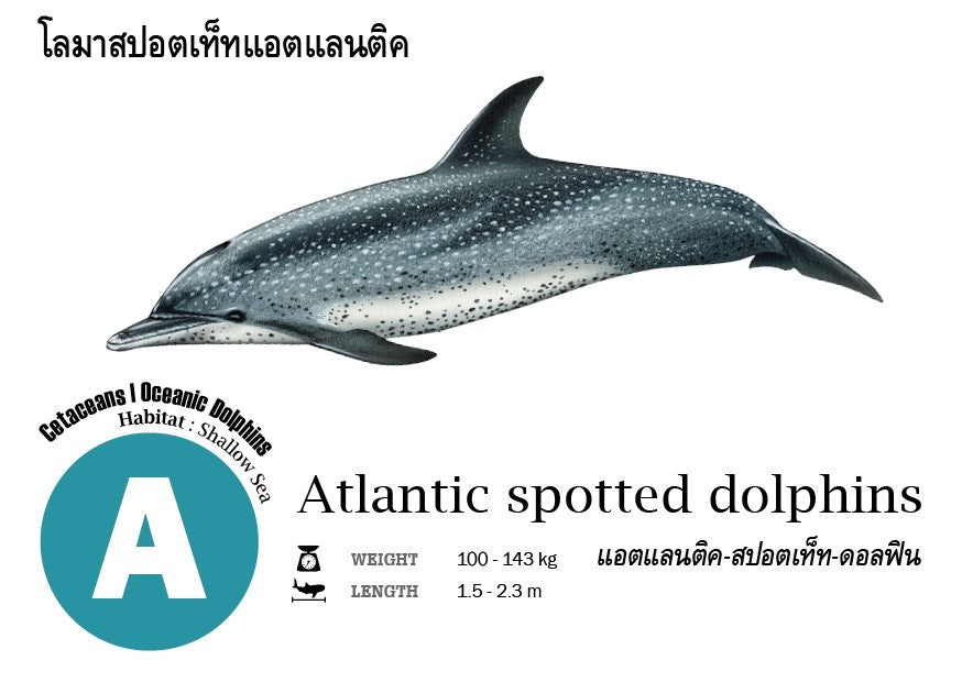 Flash Cards: Sharks - Whales - Dolphins