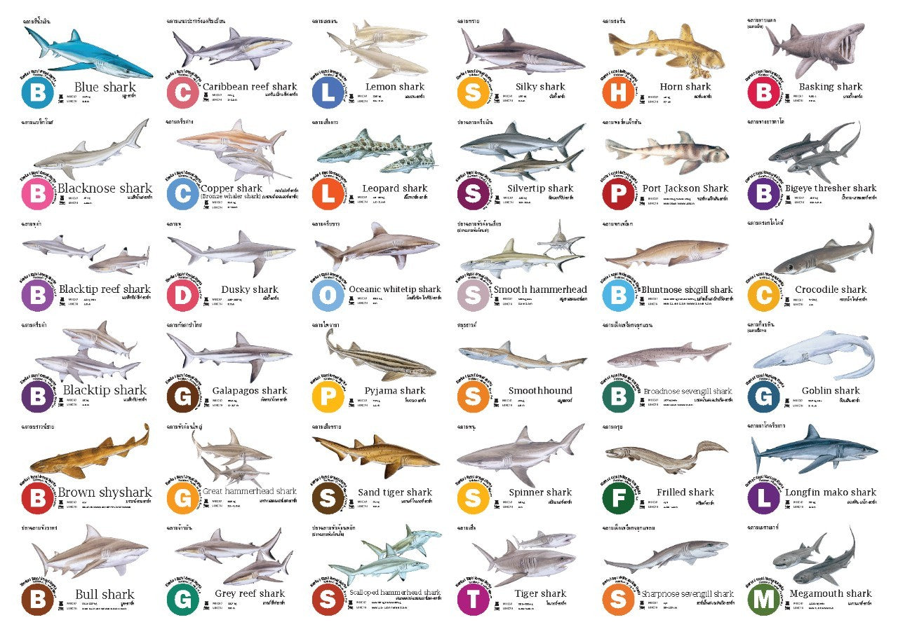 Flash Cards: Sharks - Whales - Dolphins
