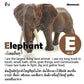 Toy Box Set: Wild Animals A-Z