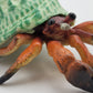 Toy Box Set: Sea Creatures