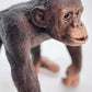 Toy Box Set: Exotic Mammals