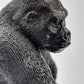 Toy Box Set: Exotic Mammals