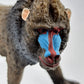 Toy Box Set: Exotic Mammals