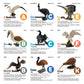 Toy Box Set: Fantastic Birds