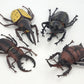 Toy Box Set: Bugs and Friends