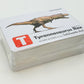 Flash Cards: World of Dinosaurs