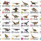 Flash Cards: World of Dinosaurs