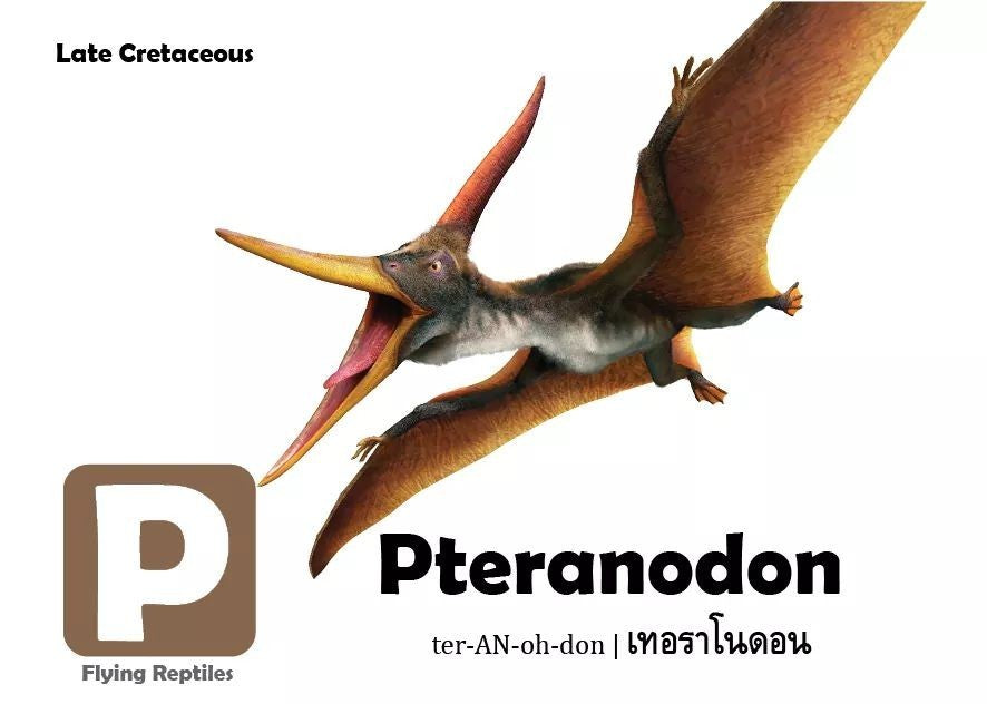 Flash Cards: Pre-Historic Animals