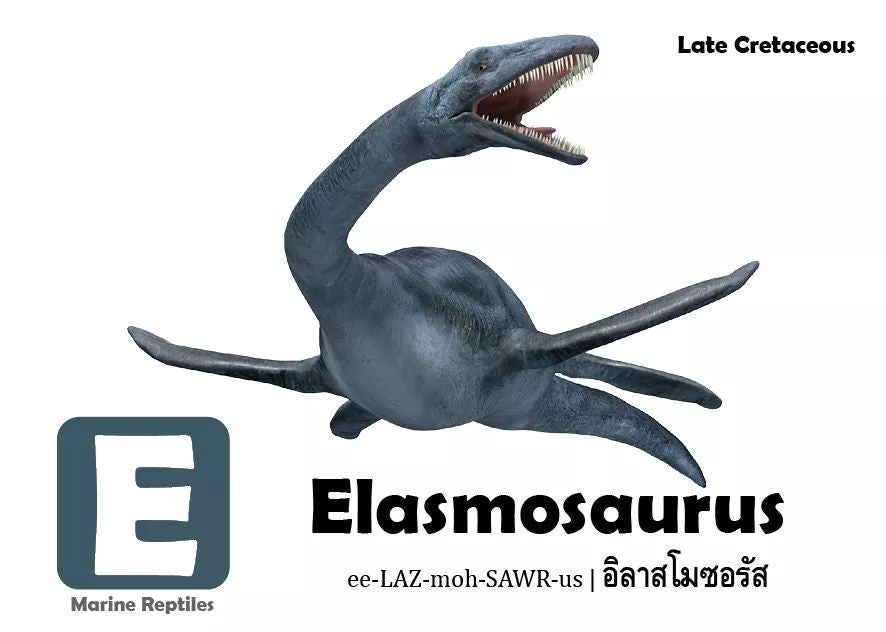 Flash Cards: Pre-Historic Animals
