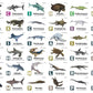 Flash Cards: Pre-Historic Animals