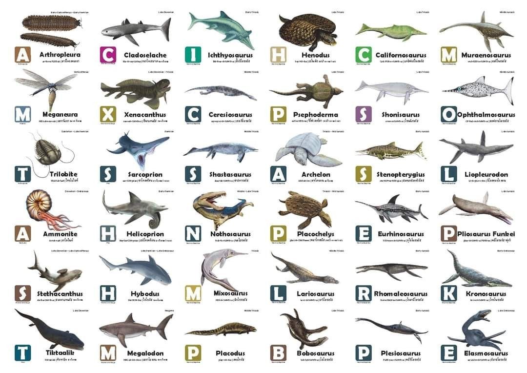 Flash Cards: Pre-Historic Animals