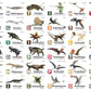 Flash Cards: Pre-Historic Animals
