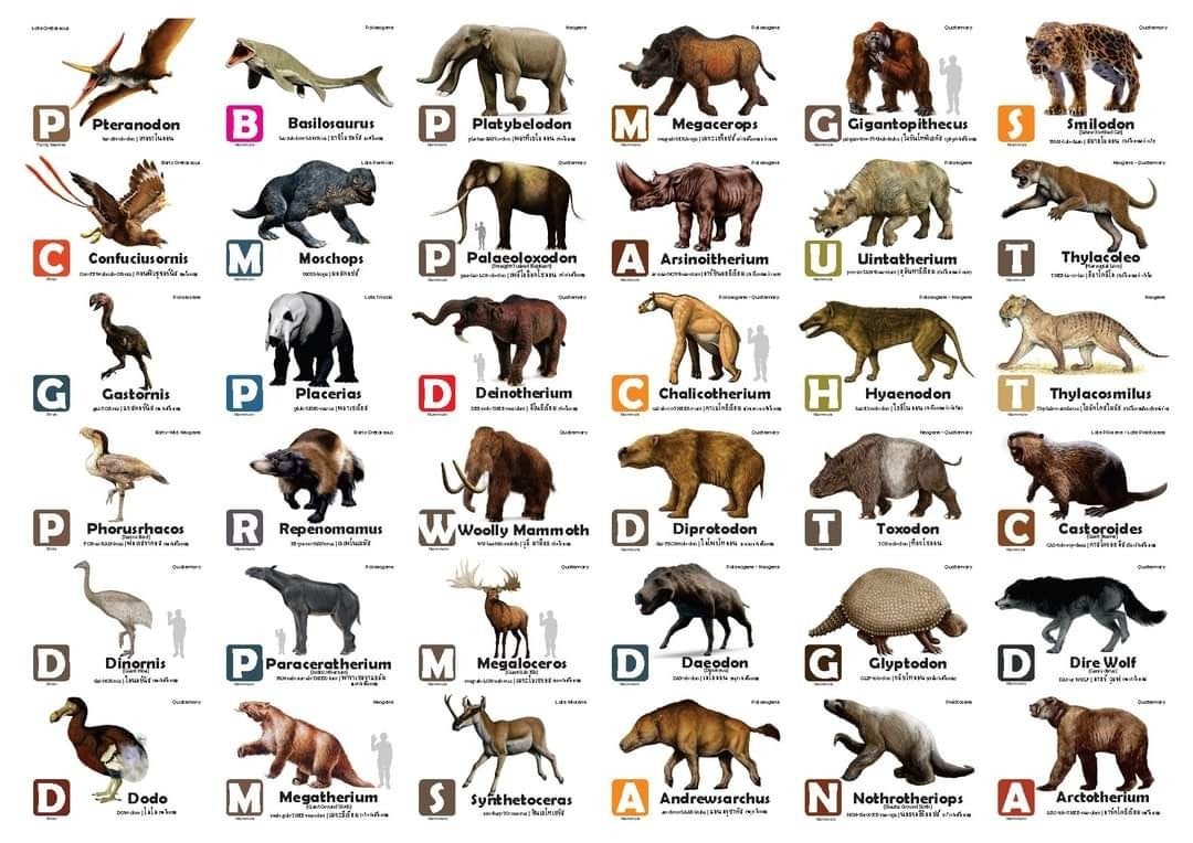 Flash Cards: Pre-Historic Animals