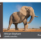 Flash Cards: Wild Animals
