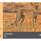 Flash Cards: Wild Animals