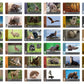 Flash Cards: Wild Animals