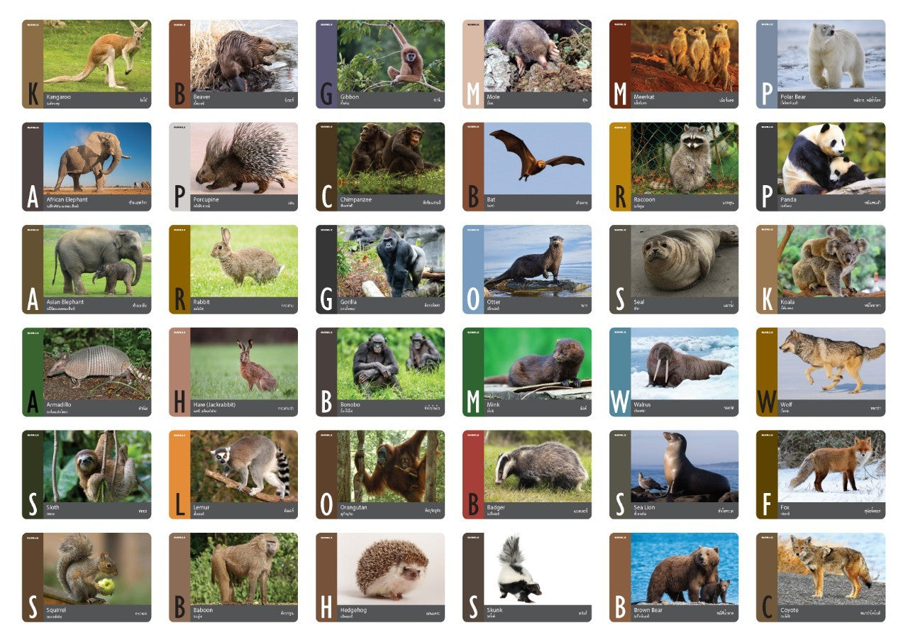 Flash Cards: Wild Animals