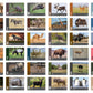 Flash Cards: Wild Animals