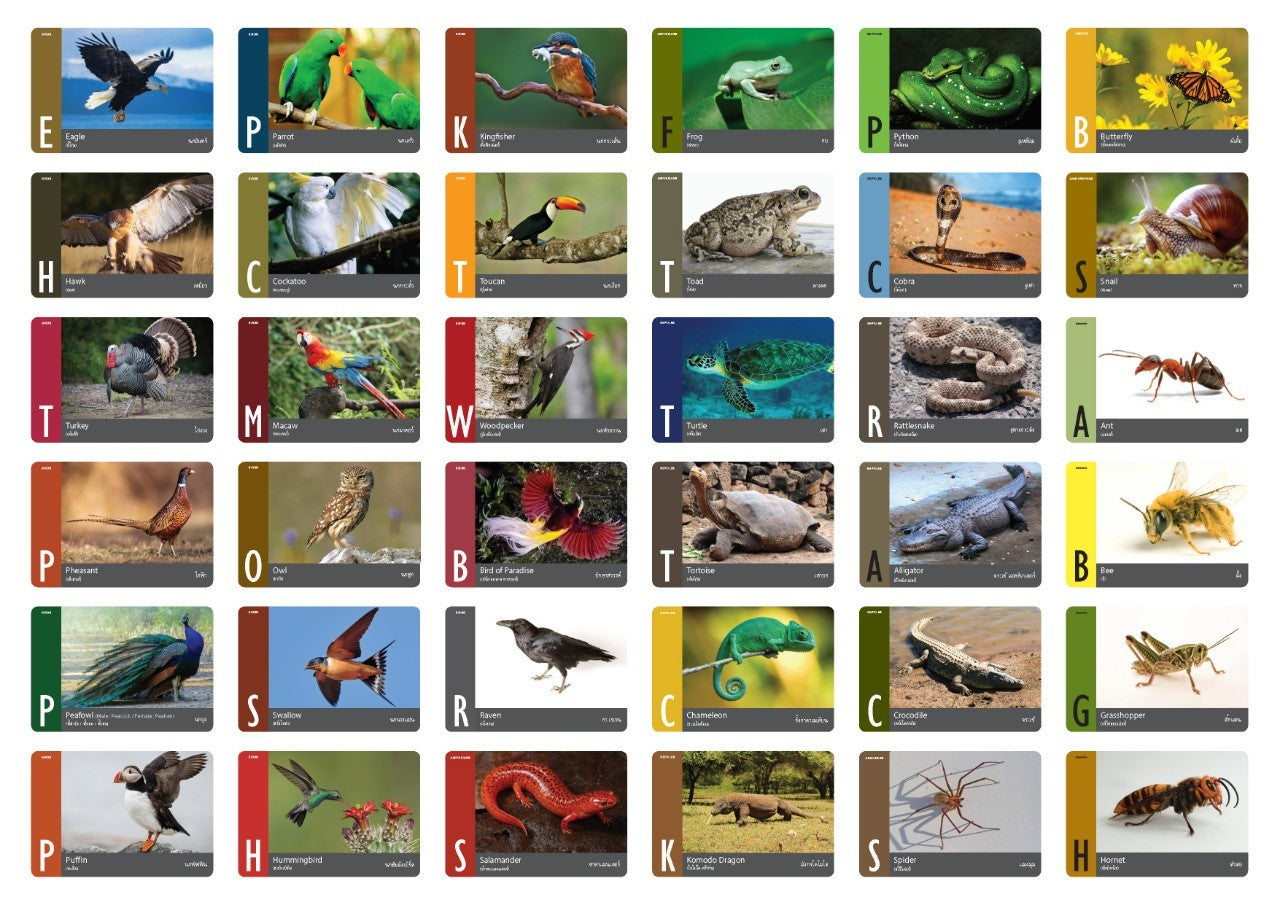 Flash Cards: Wild Animals