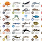 Flash Cards: Sea Creatures