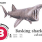 Flash Cards:  Sharks - Whales - Dolphins
