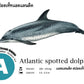Flash Cards:  Sharks - Whales - Dolphins