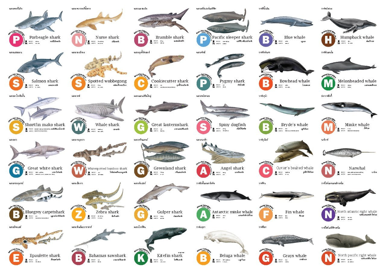 Flash Cards:  Sharks - Whales - Dolphins