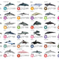 Flash Cards:  Sharks - Whales - Dolphins