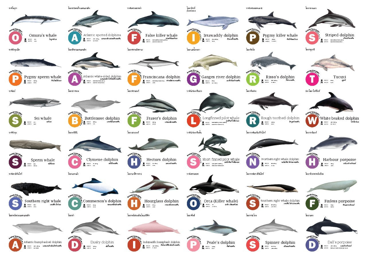 Flash Cards:  Sharks - Whales - Dolphins