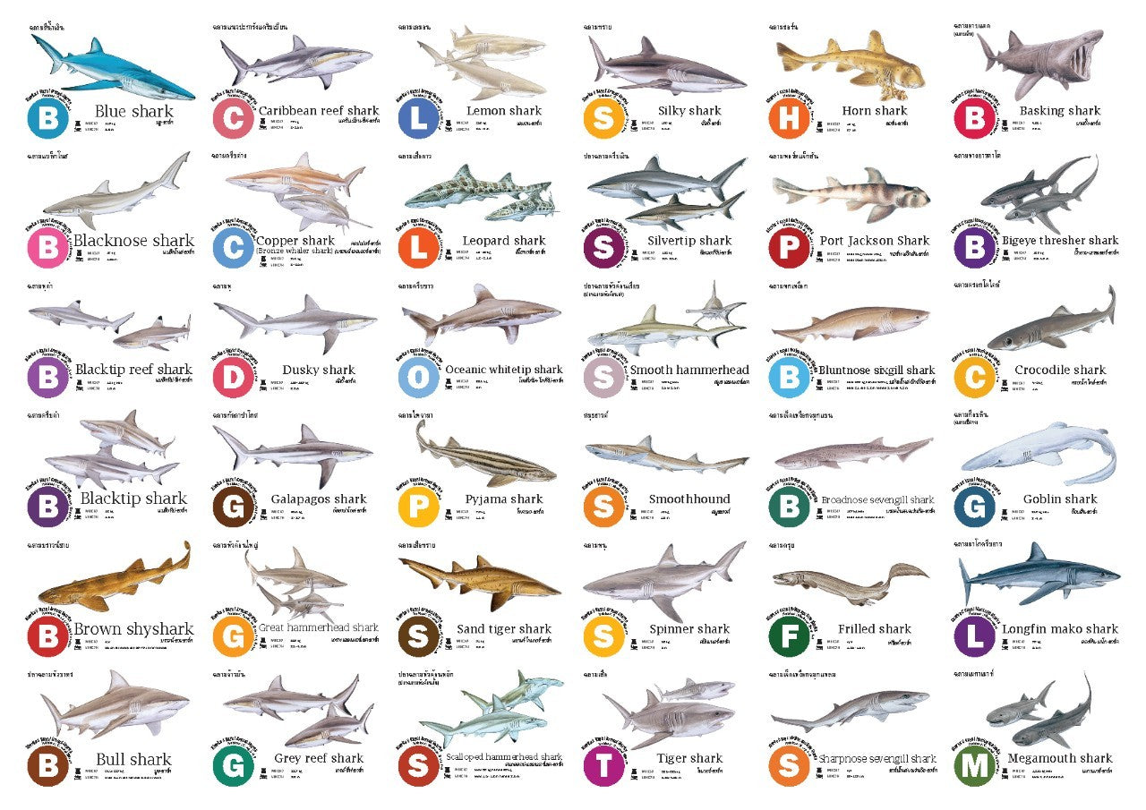 Flash Cards:  Sharks - Whales - Dolphins