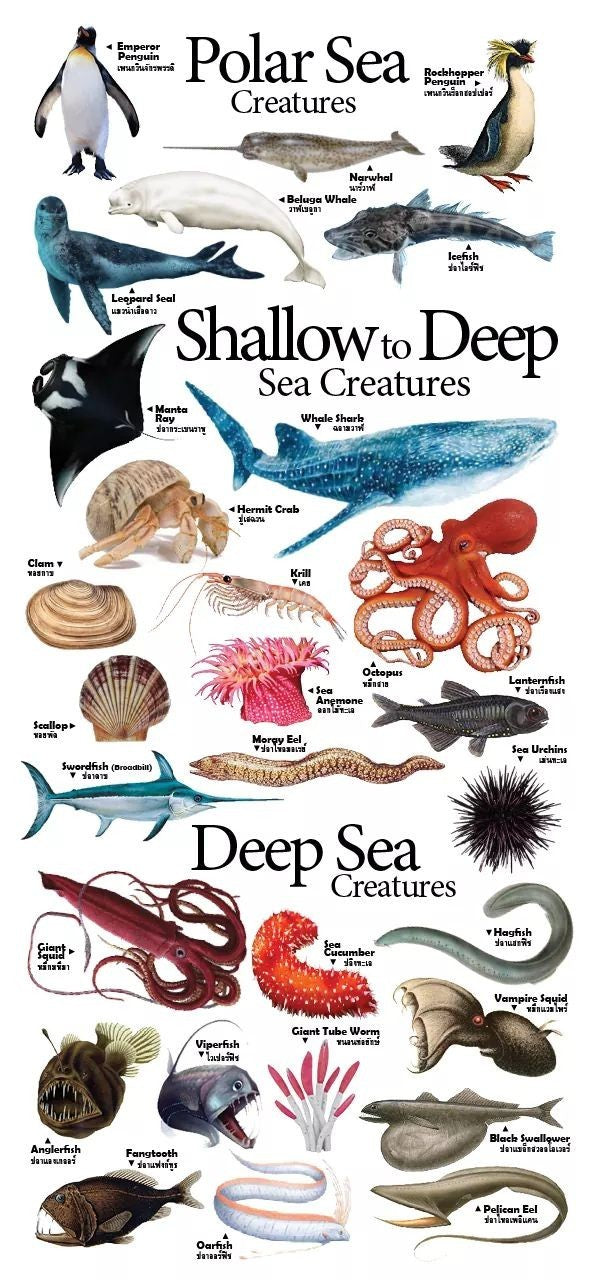 4-page Posters: Sea Creatures