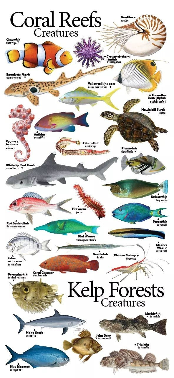 4-page Posters: Sea Creatures