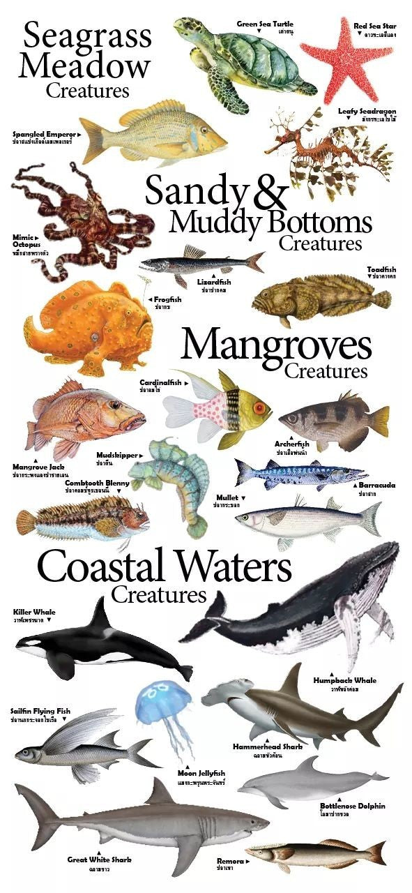 4-page Posters: Sea Creatures