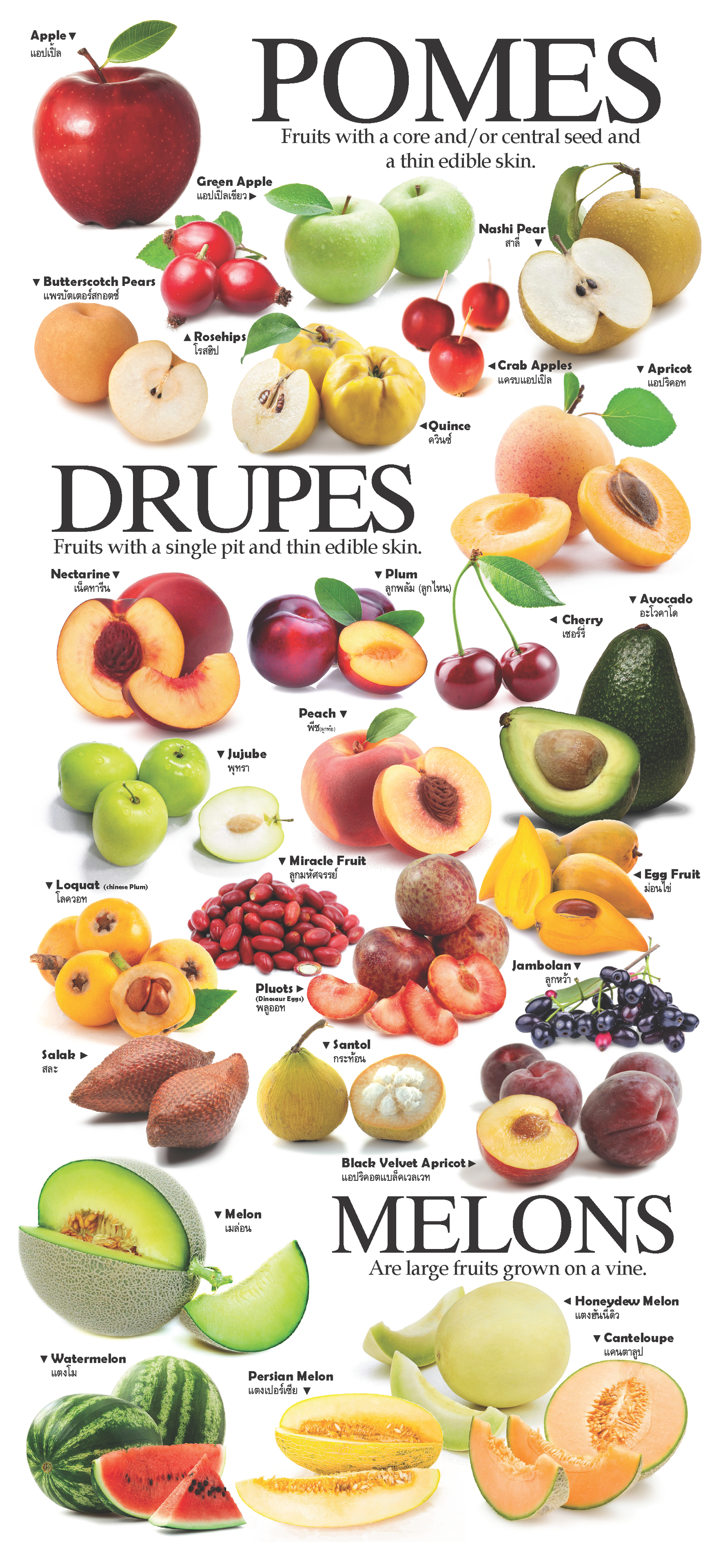 4-page Posters: World Garden of Fruits