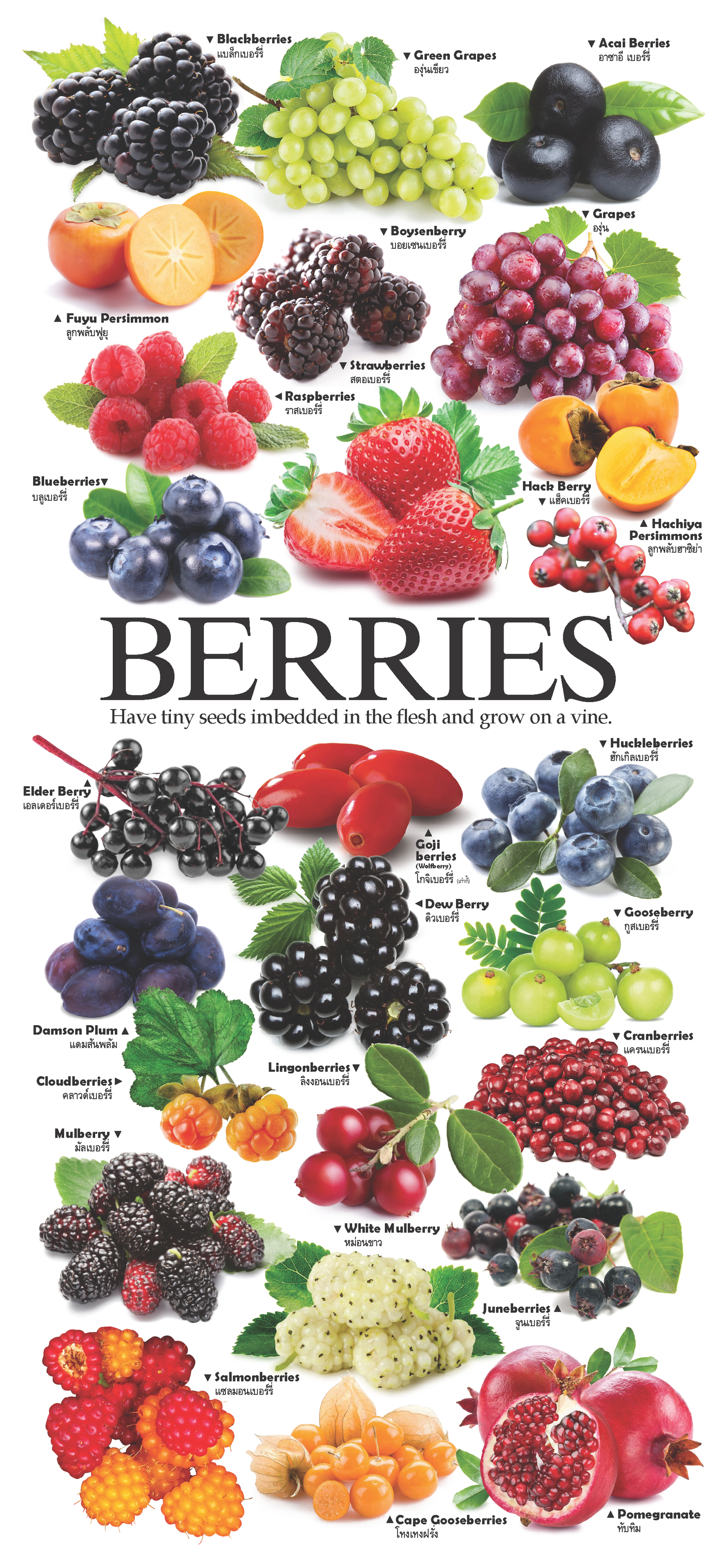 4-page Posters: World Garden of Fruits