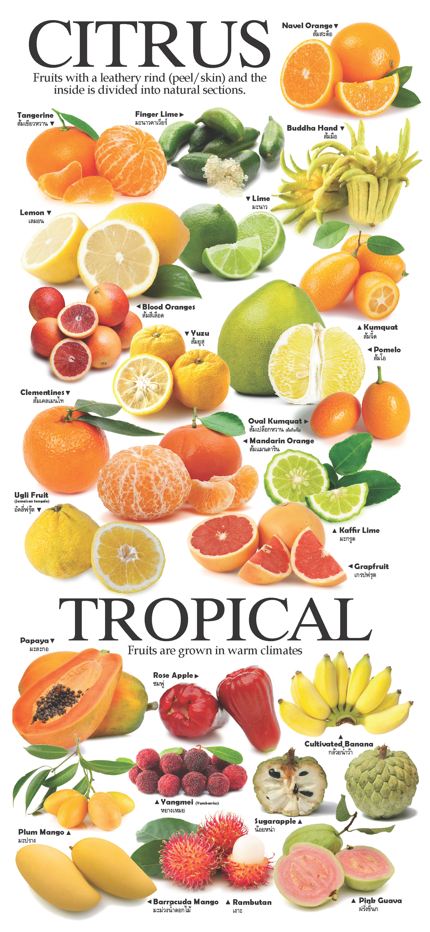 4-page Posters: World Garden of Fruits