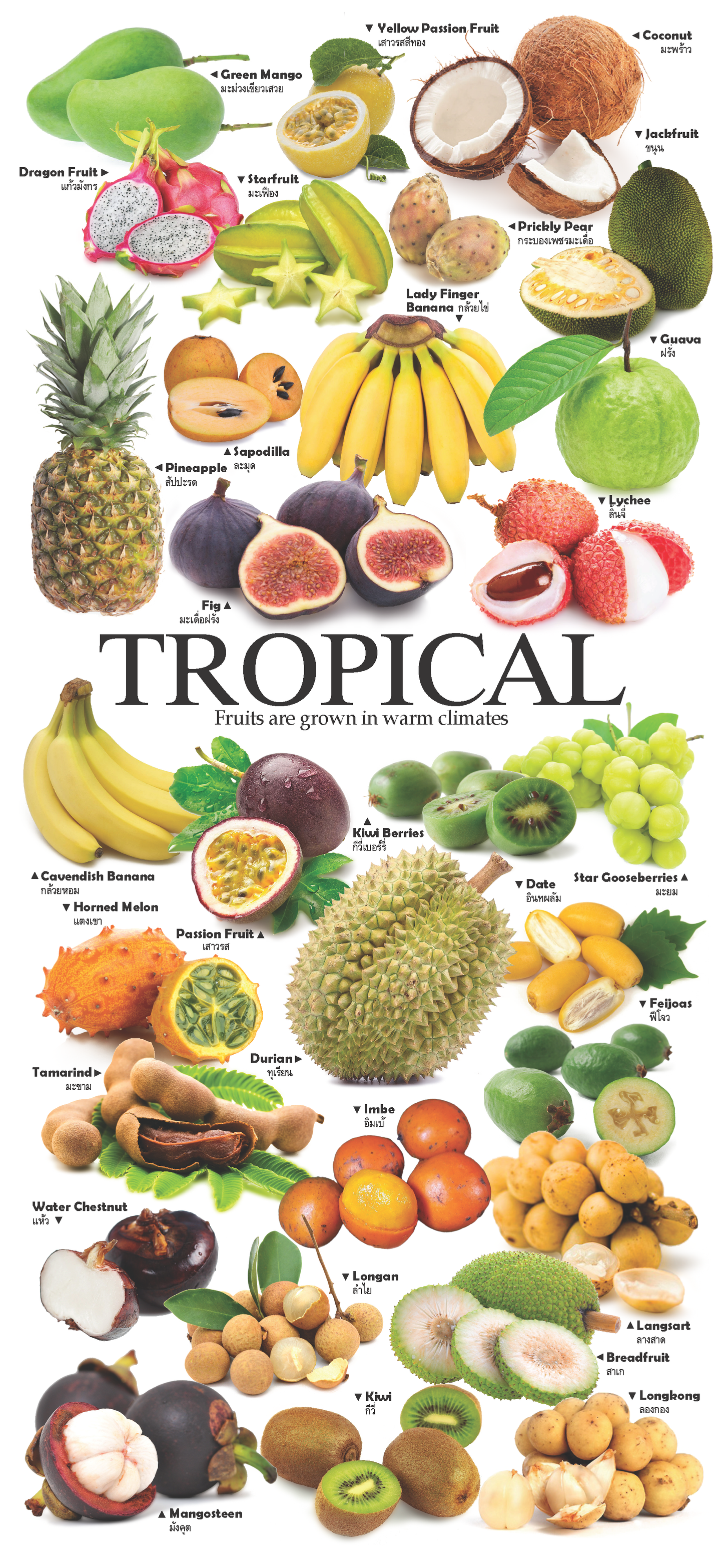 4-page Posters: World Garden of Fruits